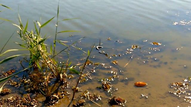 Анаконда в России. Волгоградская область. Anaconda in Russia. Volgograd region. смотреть онлайн