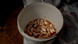 Подготовка к посадке ярового чеснока.