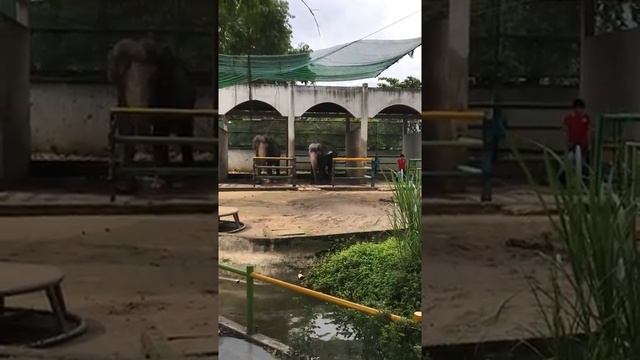 Зоопарк Сайгон, слоны смотреть онлайн