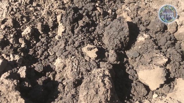 1 ложка Осенью заменит 100 удобрений! Это повысит плодородие почвы в разы! смотреть онлайн