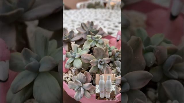 Graptoveria Mrs. Richard Variegada.#graptoveriamrsrichardvariegada