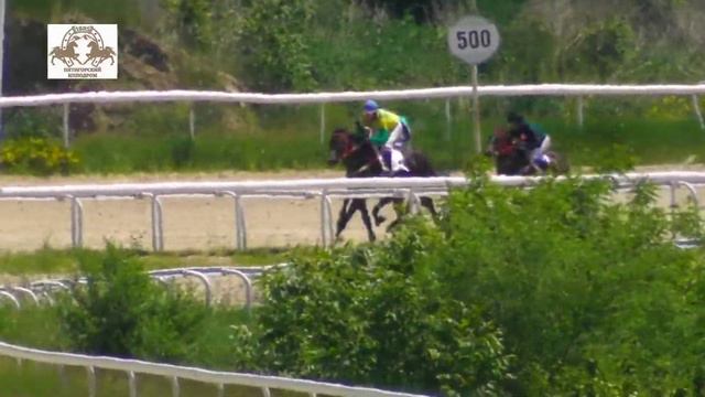 29.05.2022 -Ограничительный приз на кобылах 2-х лет чистокровной верховой породы - Легенда Глори смотреть онлайн