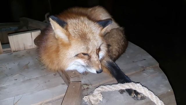 Ли Сяо / Alice the Fox Лиса Алиса (Как мама лисы к ней относится) смотреть онлайн
