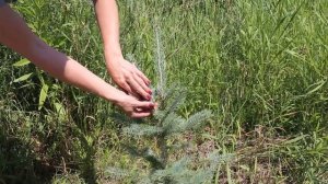 У ели стало расти 2 макушки. Что делать?