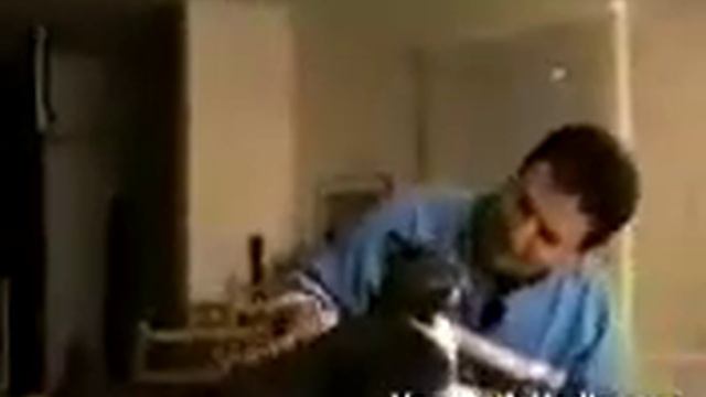 КОТЫ ГОВОРЯТ! смотреть онлайн