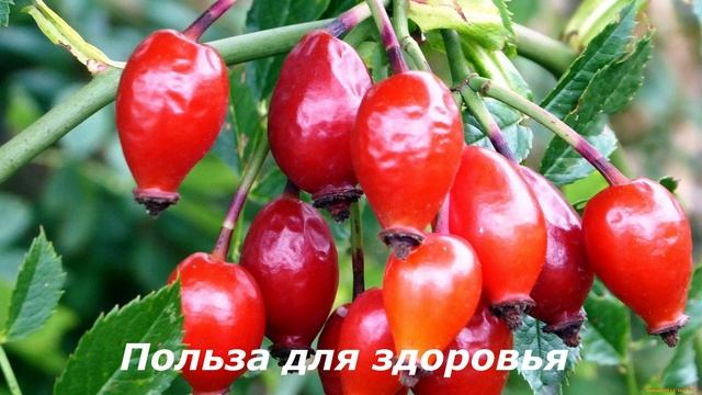 ШИПОВНИК. 90% ЛЮДЕЙ НЕ ЗНАЕТ НАСКОЛЬКО ПОЛЕЗНО ШИПОВНИК ДЛЯ ЗДОРОВЬЯ ЧЕЛОВЕКА. ЗДОРОВАЯ ЖИЗНЬ. смотреть онлайн