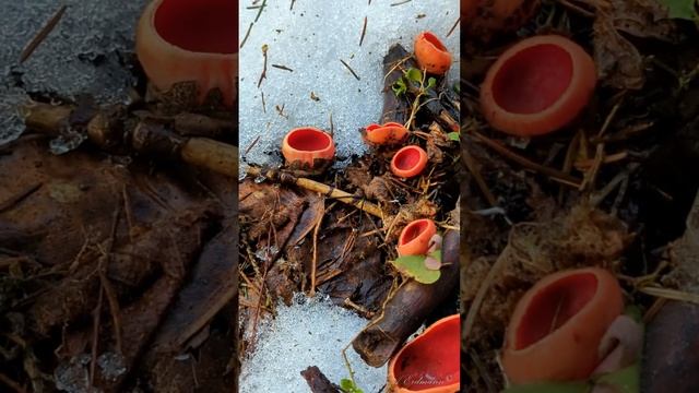 САРКОСЦИФА АВСТРИЙСКАЯ Первые весенние грибы смотреть онлайн