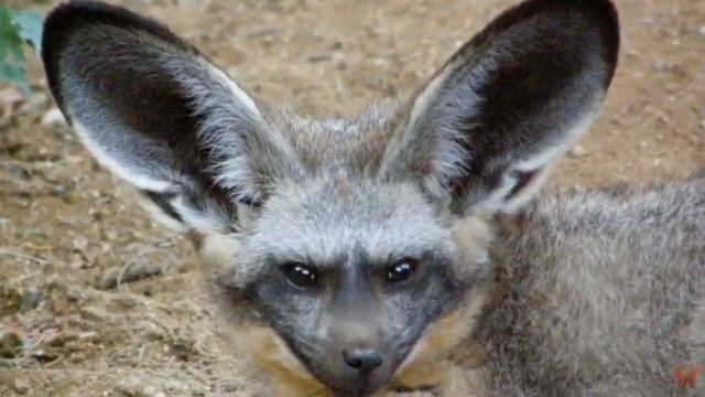 Большеухая лисица (Otocyon megalotis) смотреть онлайн