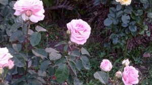 Роза "Абе де вальсент", чайно-гибридная. Вспоминаем лето 2023 года.