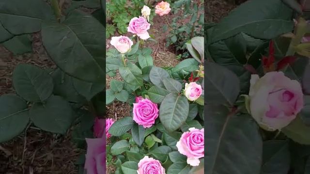 Цветет роза Си-си смотреть онлайн