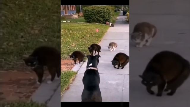 Коты против всех!))) смотреть онлайн