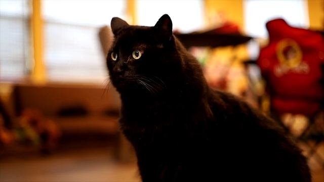 Мистика ЧЁРНЫХ КОШЕК - 5 Фактов, которые вы должны знать смотреть онлайн