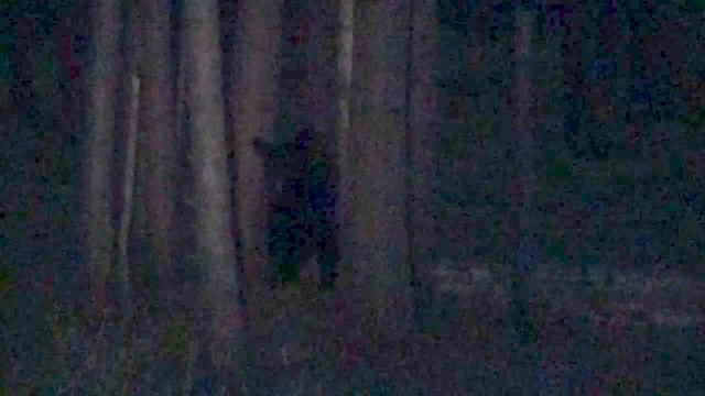Wild Black Bear Encounter смотреть онлайн