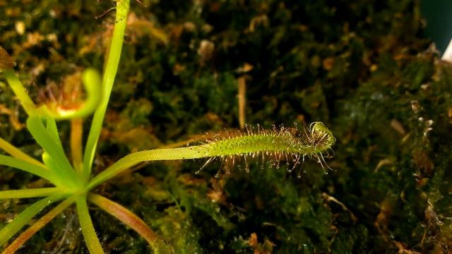 Drosera Capensis macro смотреть онлайн