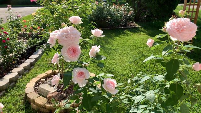 Rose - Olivia Rose Austin