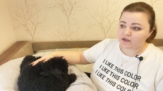 ПРО ПУДЕЛЯ - все о течке и ОТВЕТЫ НА ЧАСТЫЕ ВОПРОСЫ. смотреть онлайн