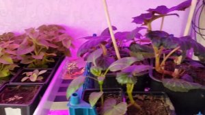 Домашний парник для рассады