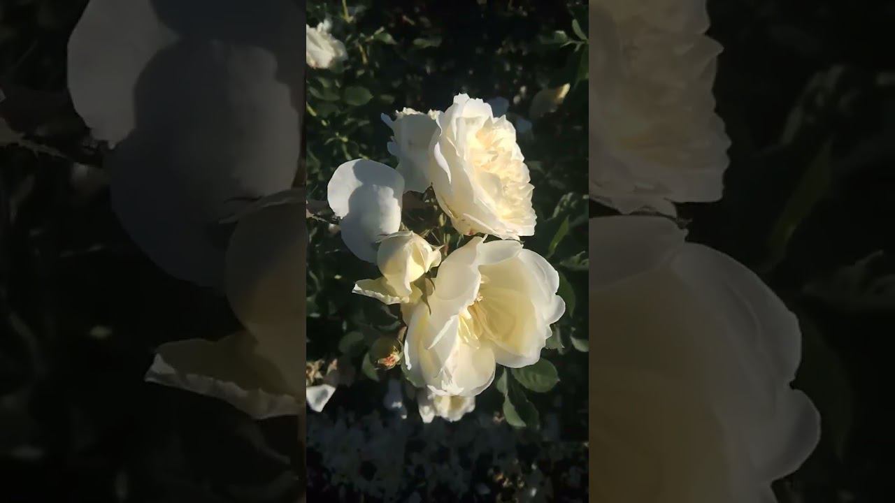 Шарлотта. Charlotte (Англ.) смотреть онлайн