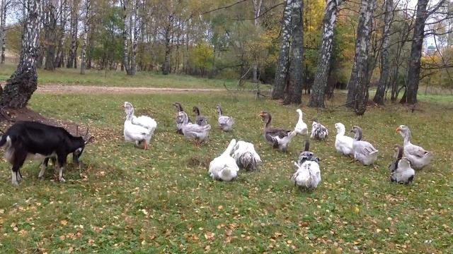 Холмогорские и Ленточные гуси. Осень, 2016 год. смотреть онлайн