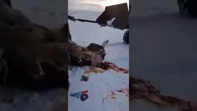 ИЗ МЁРТВОГО КОРОВА ВЫТОЩИЛИ ЖЫВОГО ТЕЛЁНКА смотреть онлайн