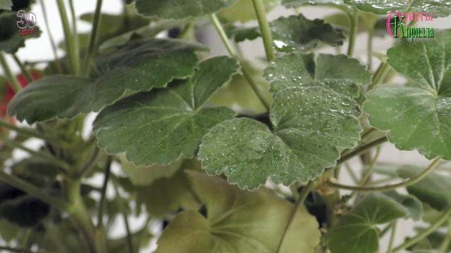 Как правильно ухаживать, обрезать, формировать куст Герани. Видео инструкция . смотреть онлайн