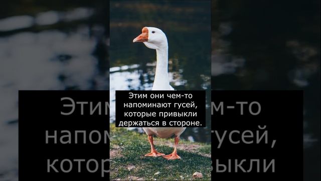 Твое тотемное животное по знаку зодиака | Козерог смотреть онлайн