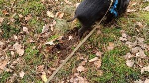 Яша в поисках пищи | дикий кабан в домашних условиях.