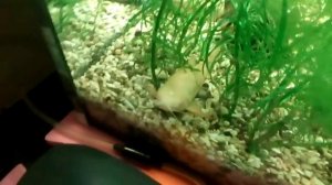 Добавляем землю в аквариум