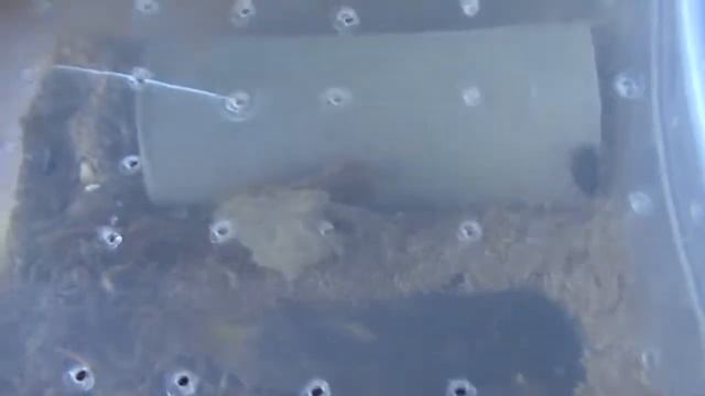 Разведение мучного червя. смотреть онлайн