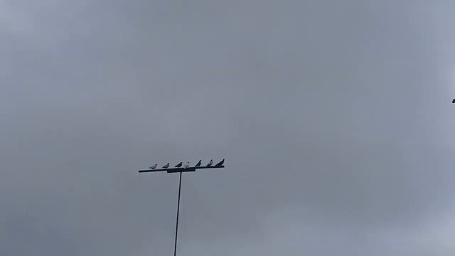 Сделайте выводы ПРО УМНЫХ ГОЛУБЕЙ! смотреть онлайн