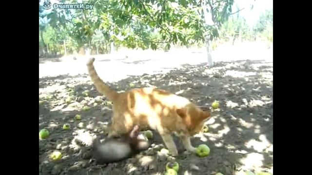 кот и ласка смотреть онлайн