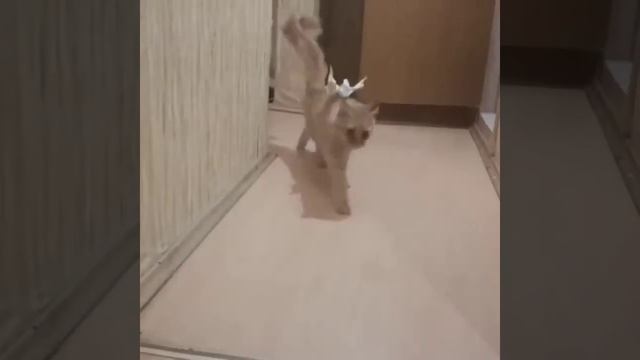 ✅ Кошка и попугай любовь и дружба Cat and parrot love and friendship смотреть онлайн