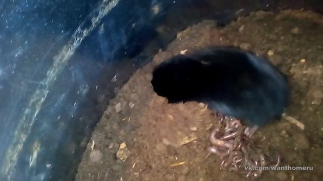 21.04.2017. Крот на лечении. Кормление. смотреть онлайн