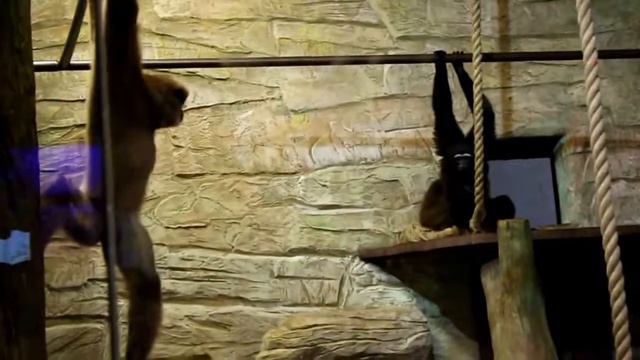 #зоопарклимпопонн#октябрь2014#как мы всегобоимся ;) смотреть онлайн