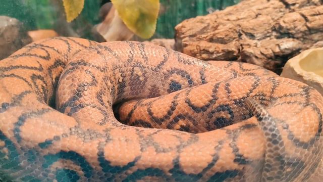 Новосибирский Зоопарк(4) смотреть онлайн