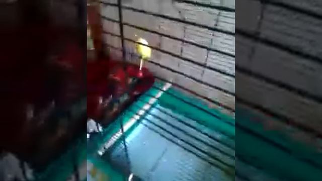 Уход за Кореллой! смотреть онлайн