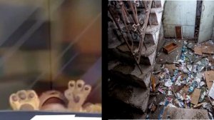 Бен выбирает где убраться