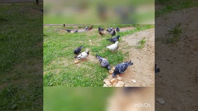 Голуби весной. смотреть онлайн