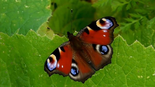 Павлиний глаз смотреть онлайн