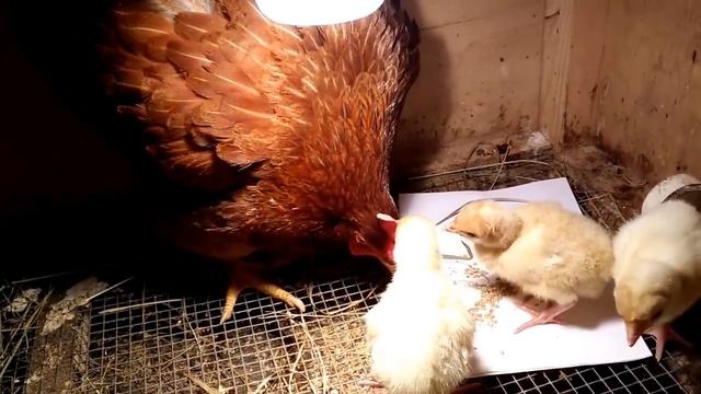 Ура!Курица высидела индюшат!100%! смотреть онлайн