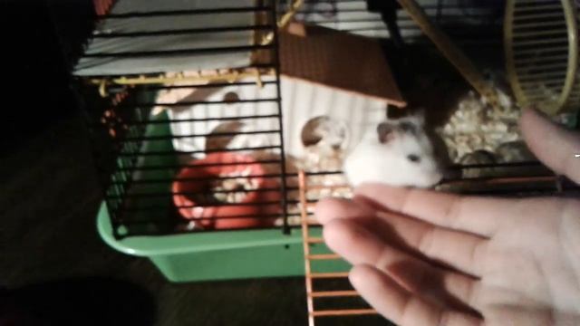 Как определить пол джунгарского хомячка? ВЕЧЕР ДЖЕРРИ. ВЕЧЕР ХОМЫ. смотреть онлайн