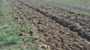 дискуем целину  перед пахотой