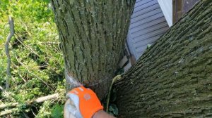 Арбористика‼️Акуратный спил огромной липы?над домом(Arboristry‼️accurate saw cut of a tree?)