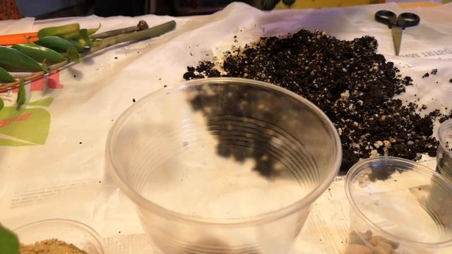 Замиокулькас, укоренение черенков. смотреть онлайн