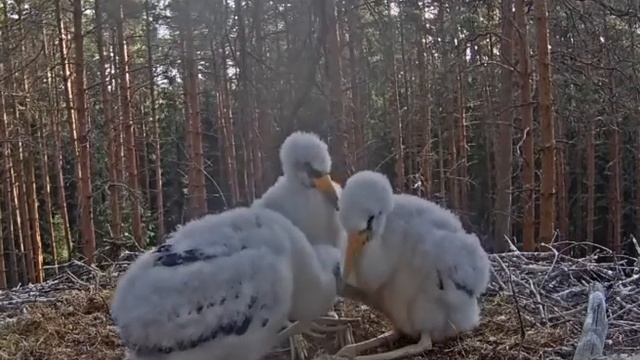 Черный аист . Старший ухаживает за младшими. смотреть онлайн