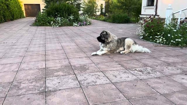 Подмосковные вечера или Наша охрана #Кавказскаяовчарка #дворняга #Мир смотреть онлайн