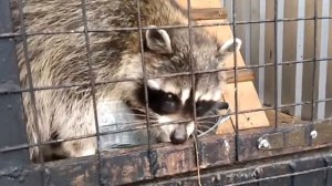 Как разговаривает енот?)