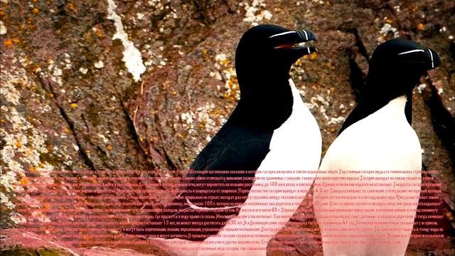 Гагарка - Auk смотреть онлайн