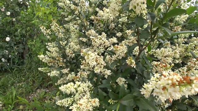 Хаски уже не те нынче / По дорогам и тротуарам станицы/ Новая скейт-площадка в станице это круто?