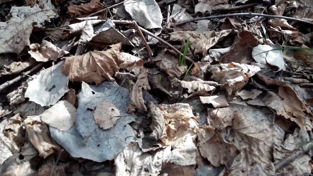 Черемша, посаженная возле реки семенами(часть - 2, всходы) смотреть онлайн